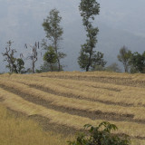 Freshly harvested Rice