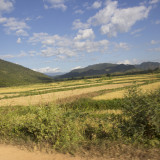 Golden fields of Rice