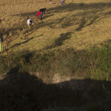 Hand harvesting Rice