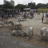 Cattle market in a town