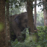 The Elephant we saw