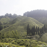 Tea Plantation