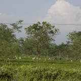 Picking tea