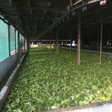 Tea ready to Process