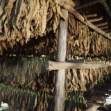 Tobacco Drying