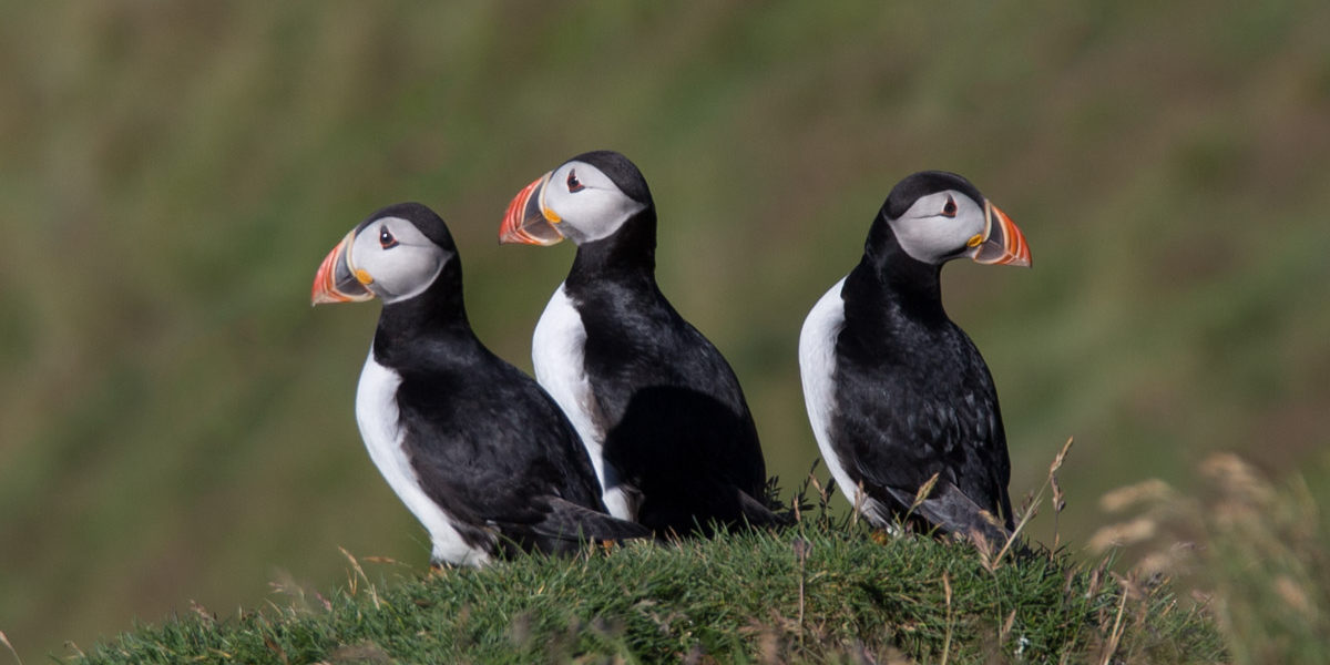 Puffins in Iceland