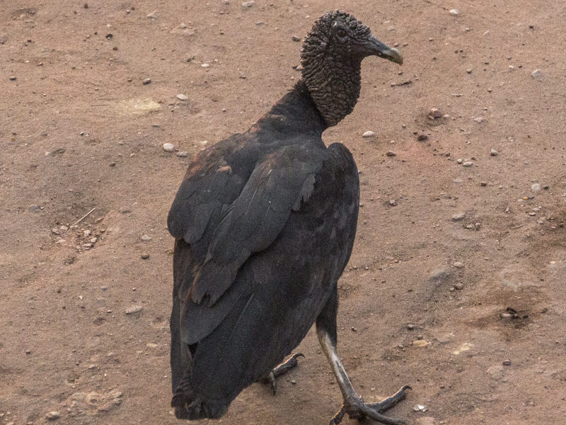 Vultures are the Crows of the Amazon.